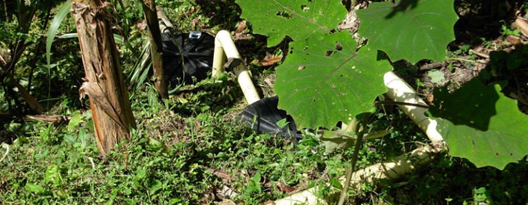 BRASILE: AGROECOLOGIA, UN “ADATTAMENTO FLESSIBILE”