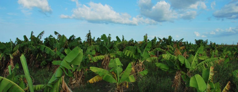 AGRICOLTURA BIO NELLA VALLE DEL FIUME SENEGAL
