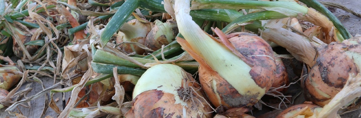 cipolla-piatta-bionda-di-drubiaglio