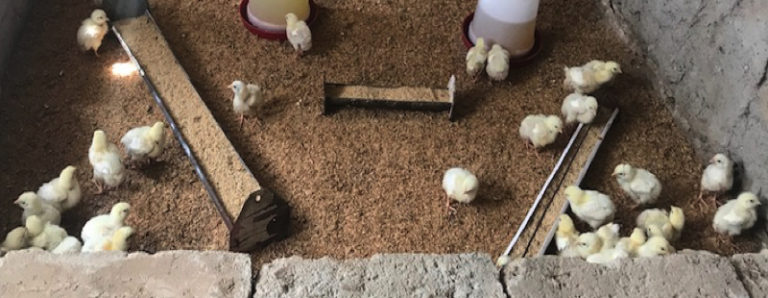 LA “MISSIONE” DI PAPE