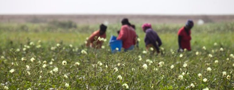 BABACAR DIOP, IL “PRESIDENTE CONTADINO”