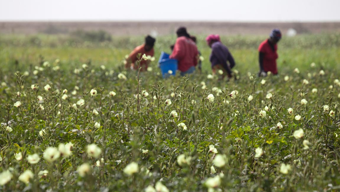 Libro Bianco dell’Impresa Sociale Contadina in Senegal