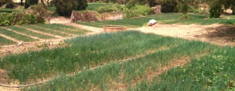 Dakar, contadini uniti per il diritto alla terra