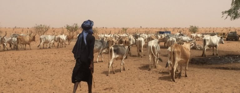 Storie di bovini, pastori transumanti e stelle