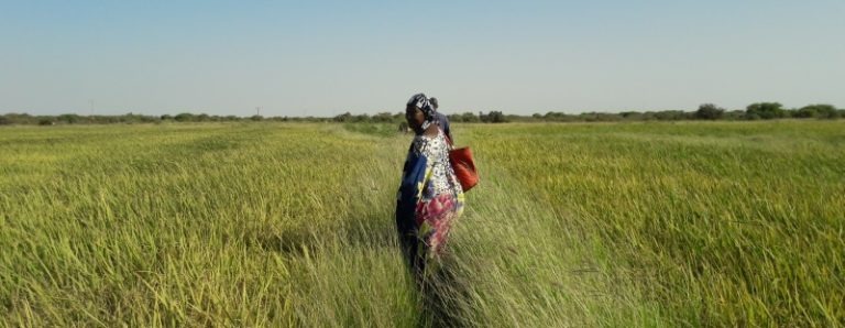 La valle del riso ai confini del Sahara