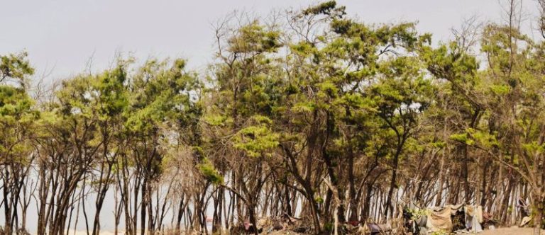 Ong, tessitrici di reti