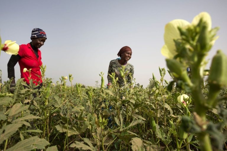 Come ti combatto il cambiamento climatico con l’agroecologia