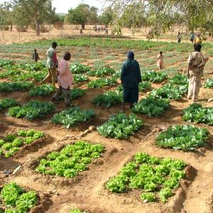 progetto sicurezza alimentare Mali