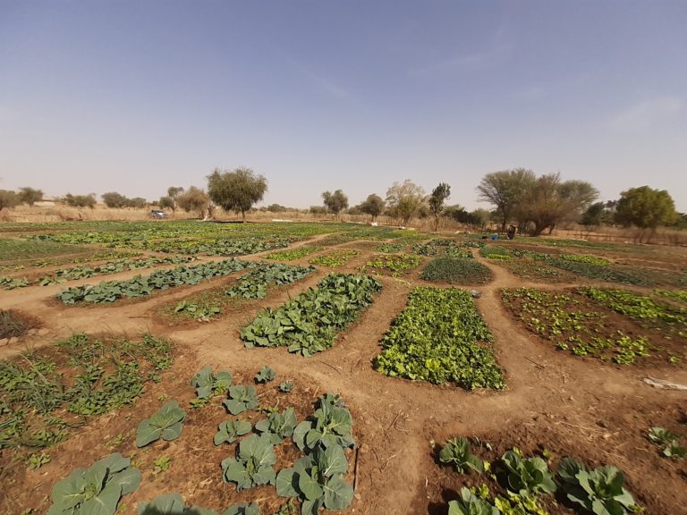 Imprese femminili in Mauritania